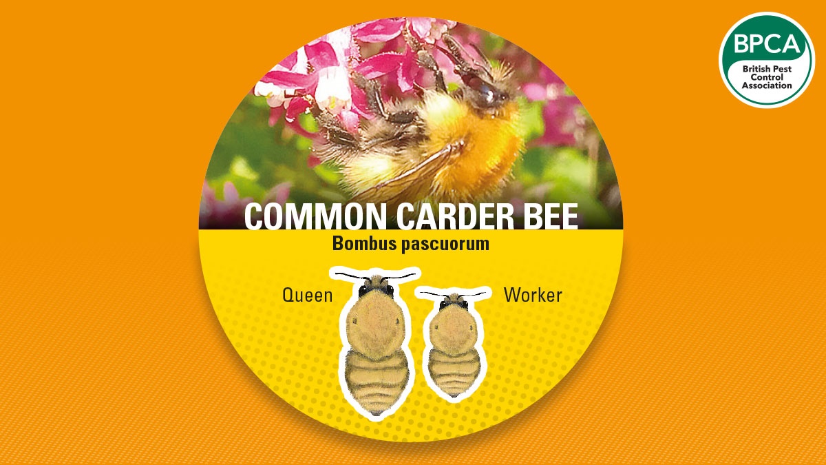 Bumblebee common carder